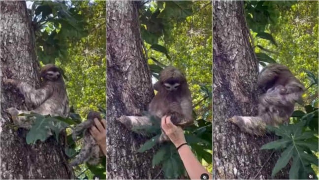 Bicho-preguiça resgatando filhote