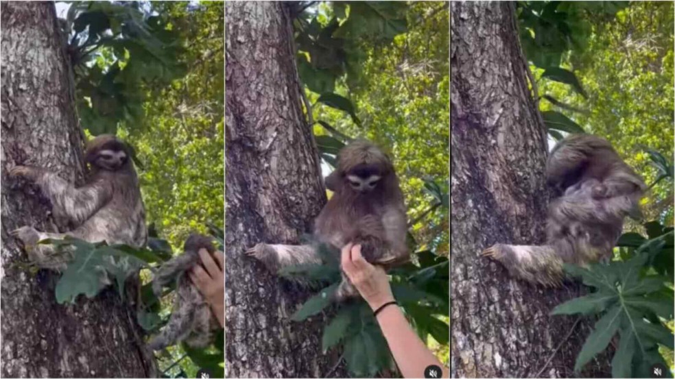 Bicho-preguiça resgatando filhote