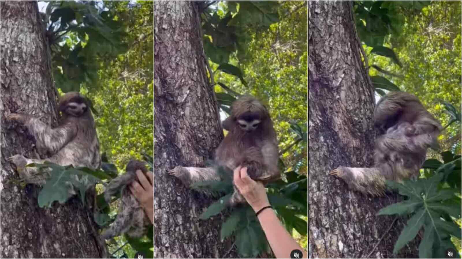 Bicho-preguiça resgatando filhote