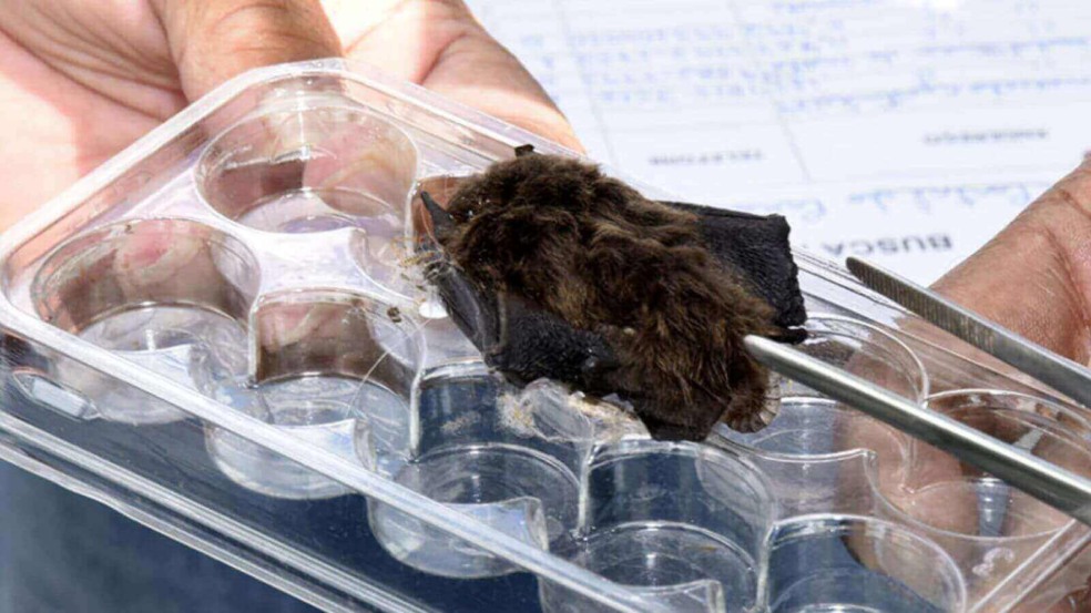 Morcego com raiva em Jundiaí