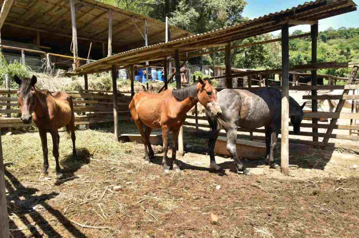 Prefeitura de Jundiaí implementa adoção de animais de grande porte Prefeitura de Jundiaí implementa adoção de animais de grande porte