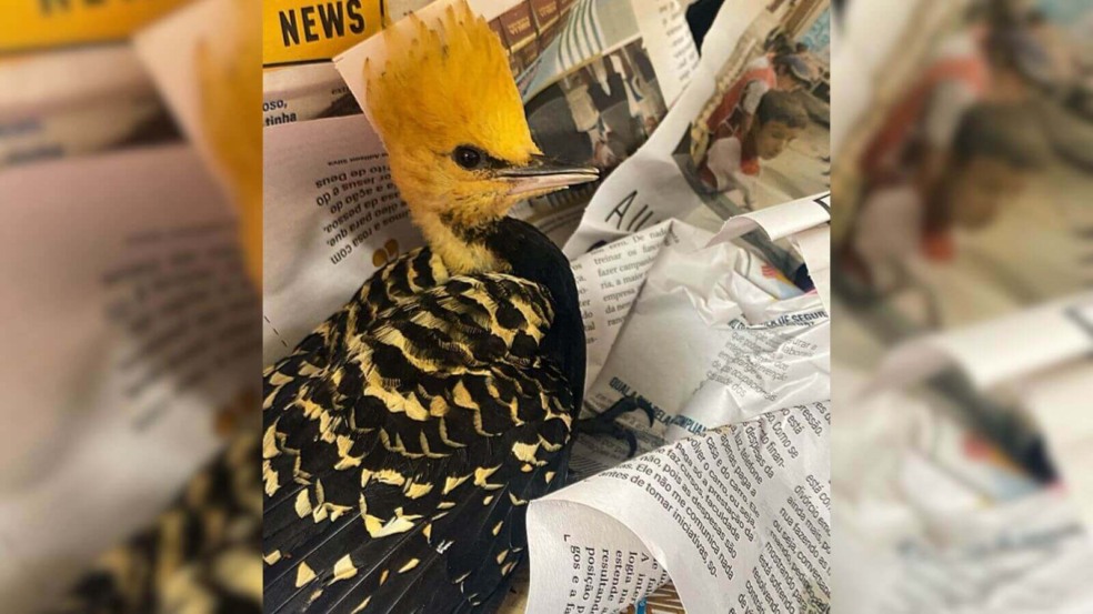 Ave ameaçada de extinção atacada por gatos é resgatada em Várzea Paulista