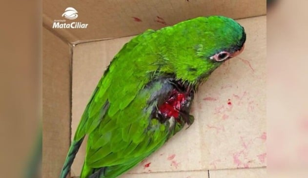 Ave atingida com cerol em Jundiaí nunca mais poderá voar