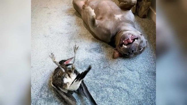 Cachorro e pássaro deitados no chão