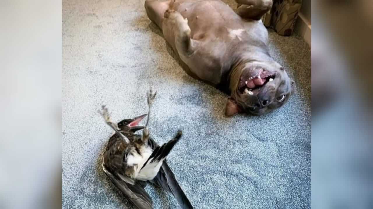 Cachorro e pássaro deitados no chão