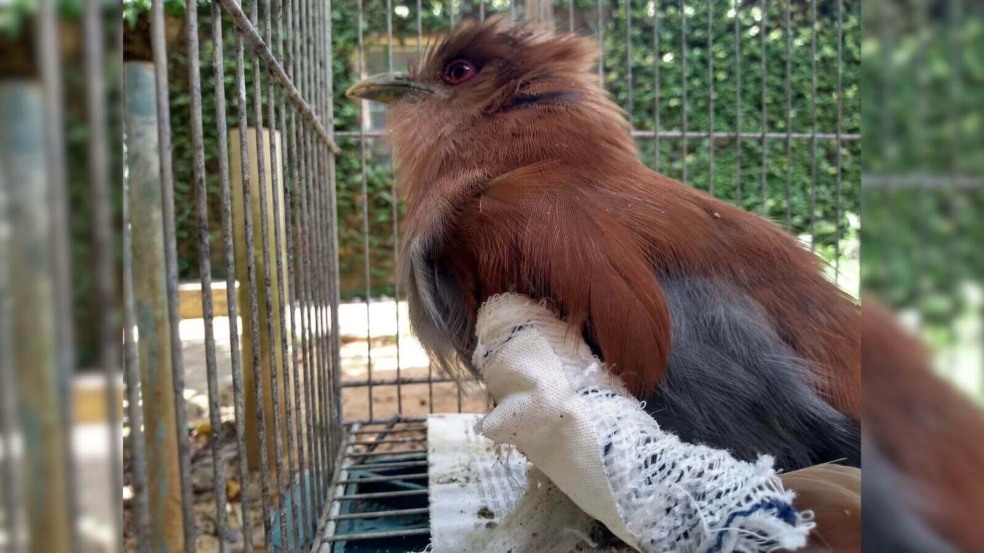 Alma-de-gato Alma-de-gato