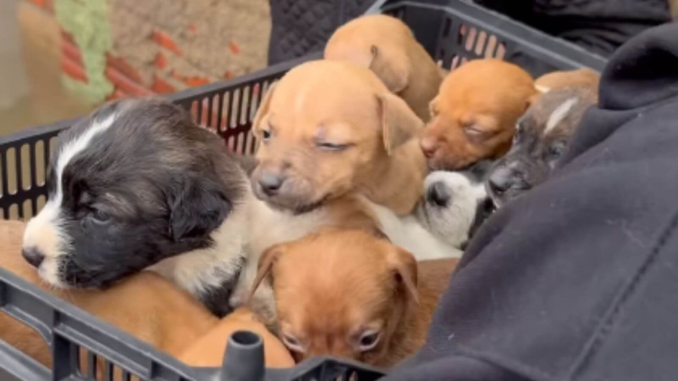 Foto: Reprodução/Instagram/@campobompracachorro Foto: Reprodução/Instagram/@campobompracachorro