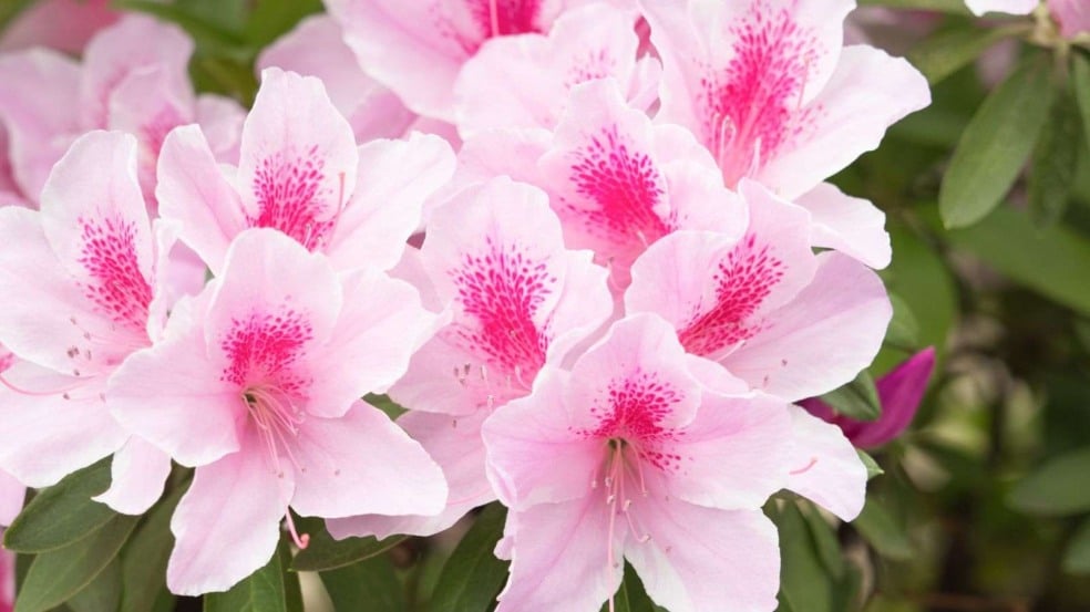 (Foto: y-studio/Canva)