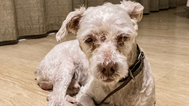 DEBEA de Jundiaí faz alerta que abandono de animais é crime