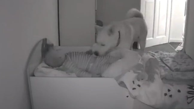 Cachorro e bebê em babá eletrônica