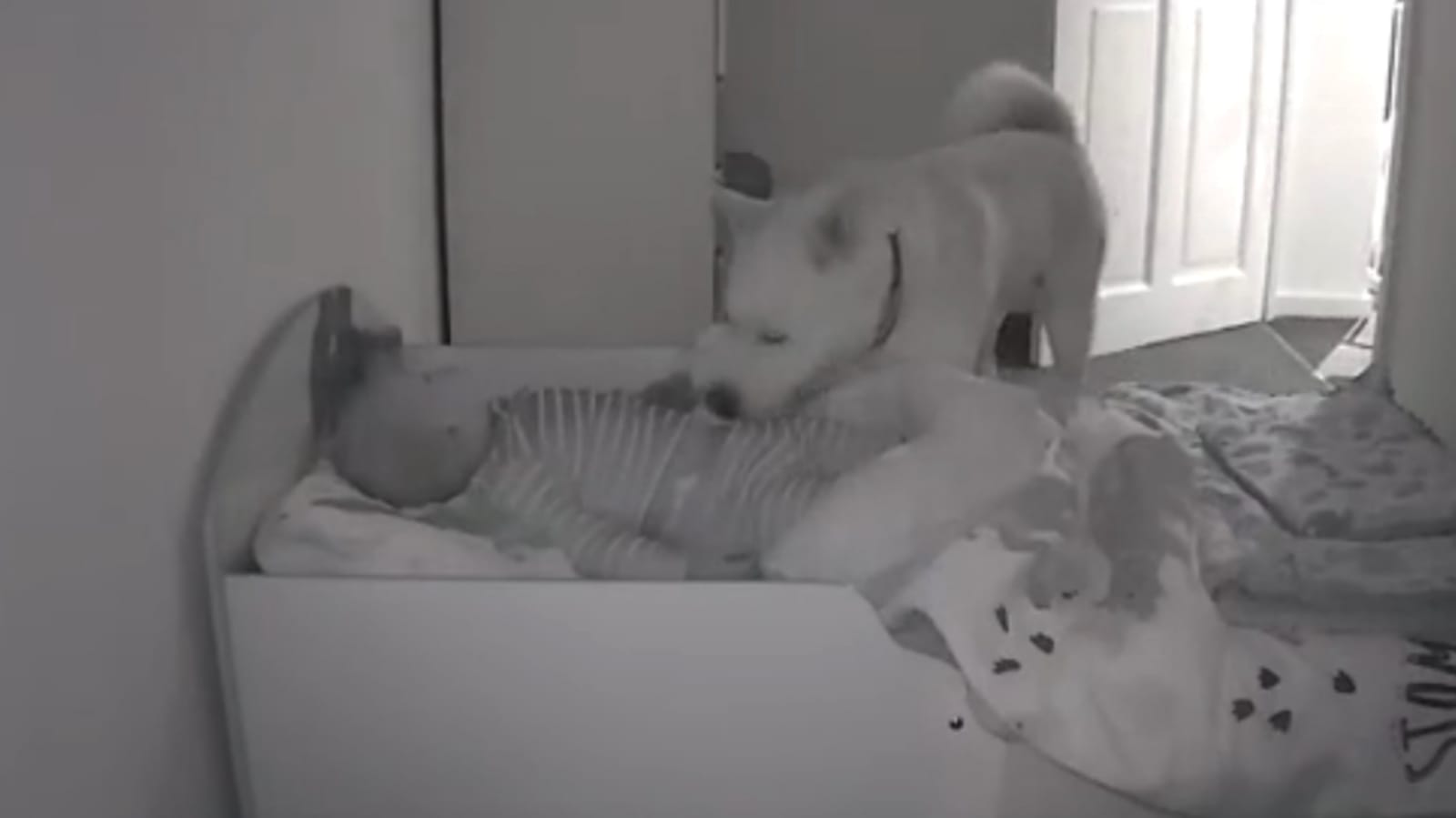 Cachorro e bebê em babá eletrônica