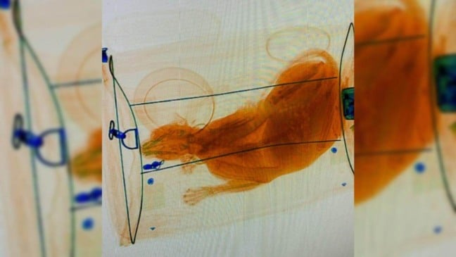 Gato encontrado dentro de mala em aeroporto