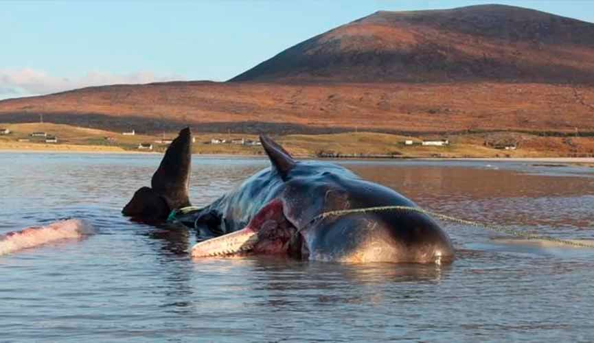 Baleia encalhada em mar na Escócia