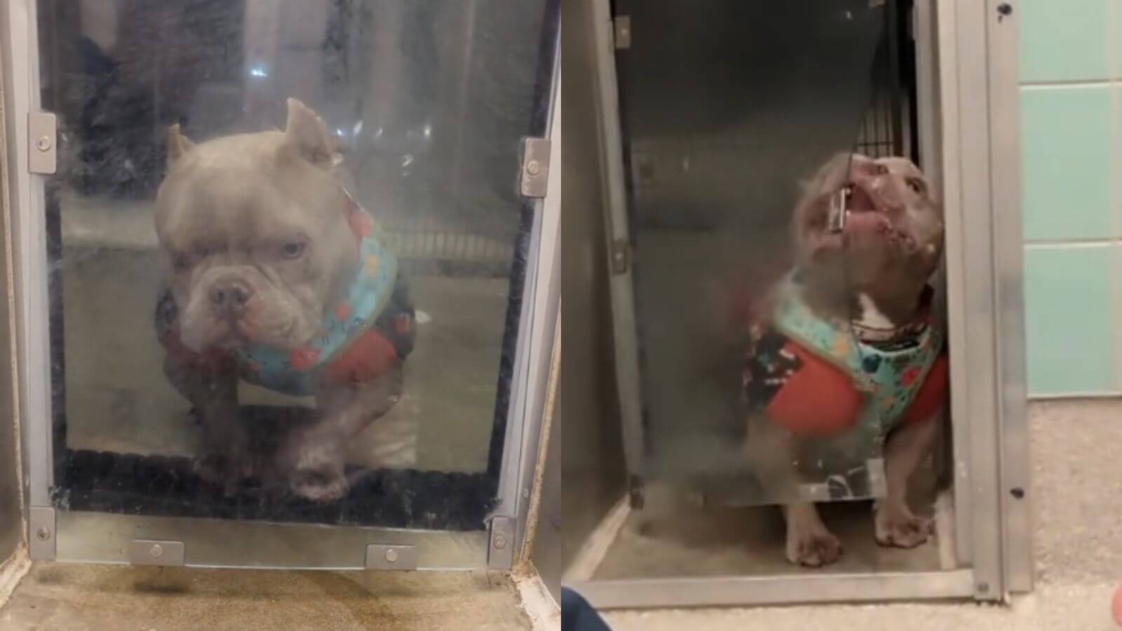 Cachorro em porta de canil