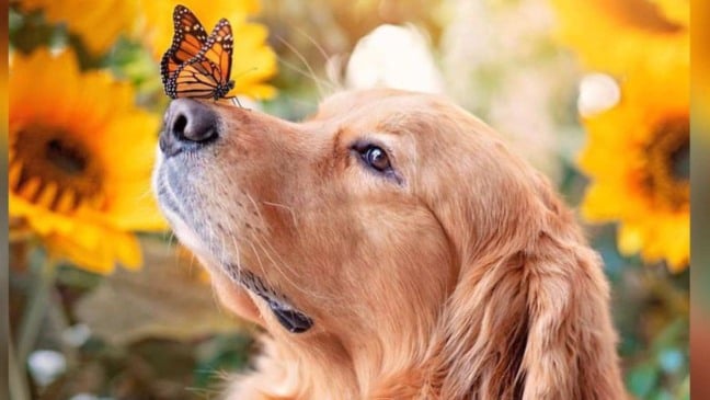 (Foto: Reprodução/Instagram @thatgoldendog)