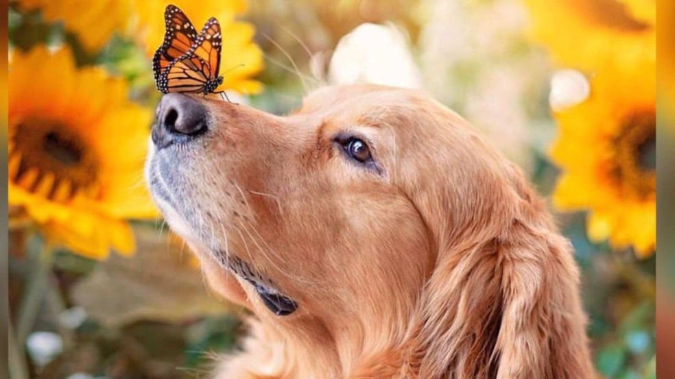 (Foto: Reprodução/Instagram @thatgoldendog)