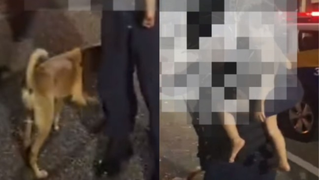 Bebê foge e é encontrado ao lado de cachorro