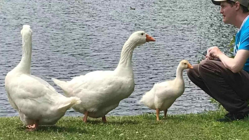 Gansos cumprimentando homem