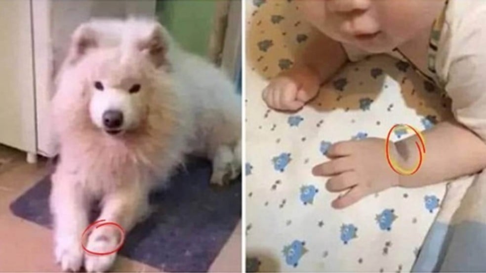 Cachorro e bebê com marcas de nascença iguais