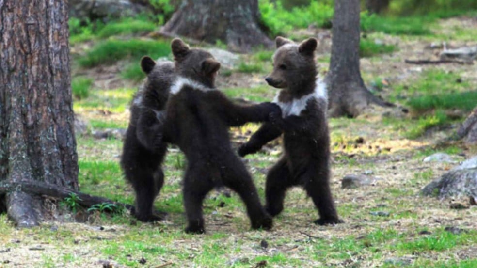 (Foto: Reprodução/Valtteri Mulkahainen)