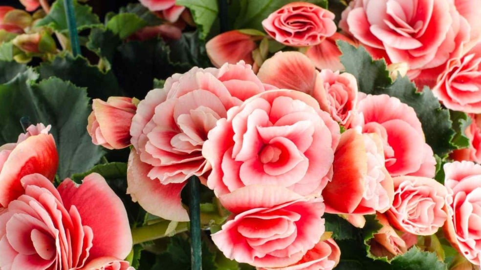 (Foto: homydesign/Canva)