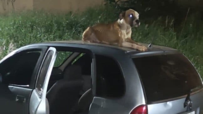 Cachorro deitado em teto de carro