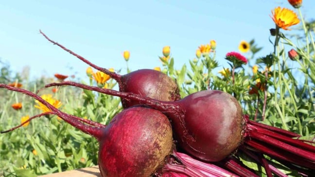 (Foto: Nataliia_Makarova/Canva)