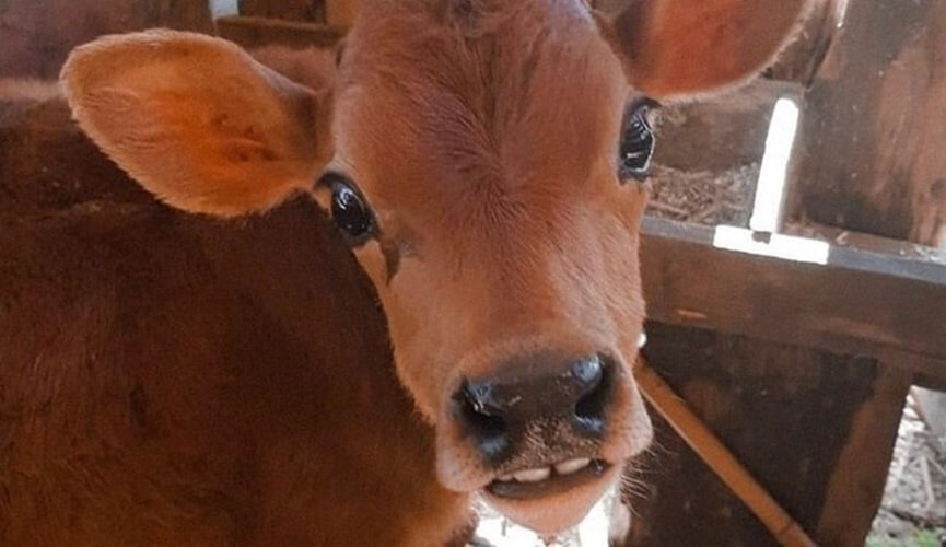 Bezerra que nasceu com dentes separados viraliza na web