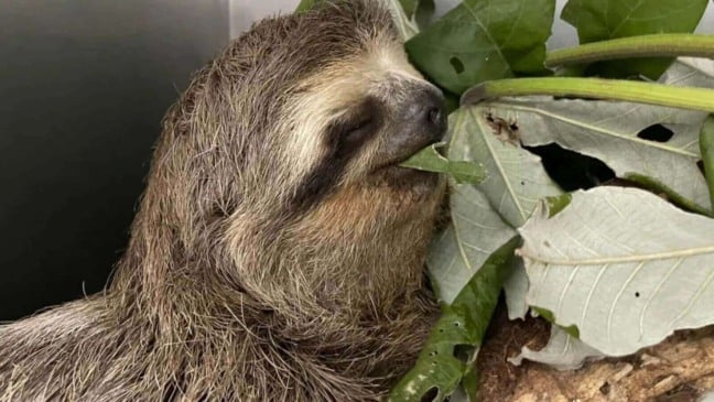 Bicho-preguiça resgatado