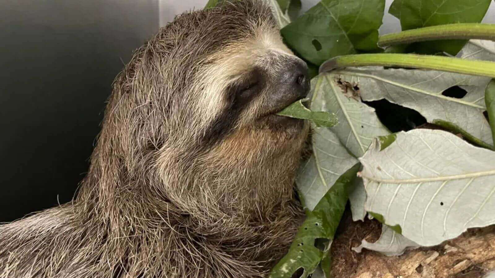 Bicho-preguiça resgatado