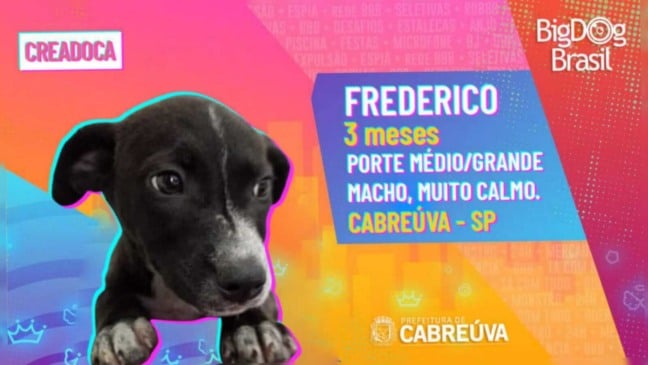 Cachorro para adoção em template do BBB