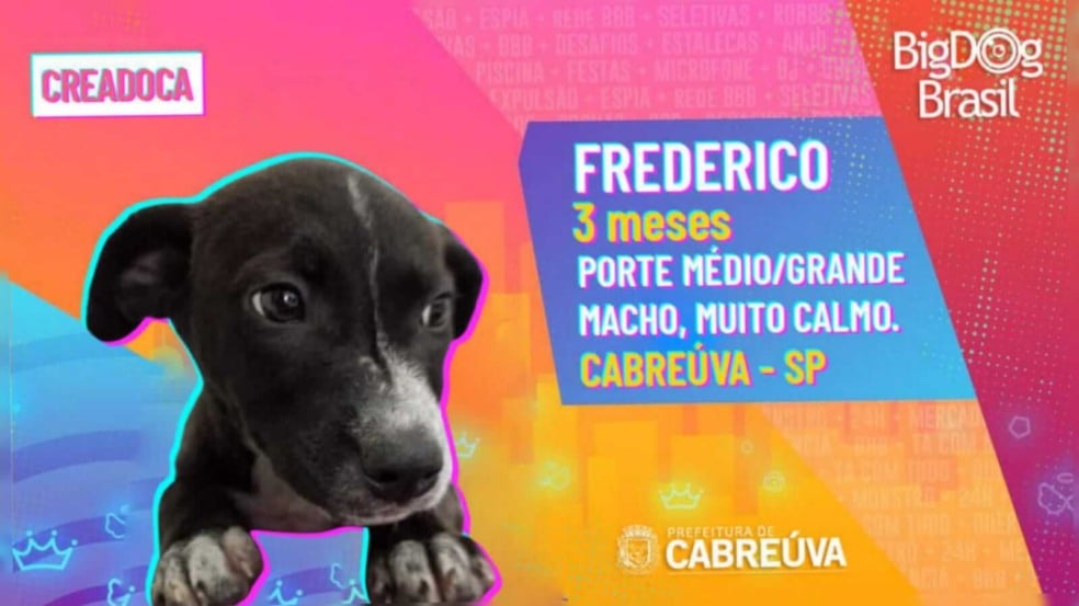 Cachorro para adoção em template do BBB