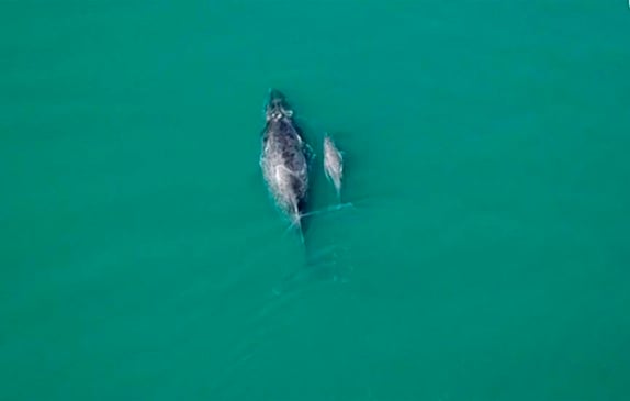 Biólogos registram baleia jubarte e seu 'bebê' em Ilhabela