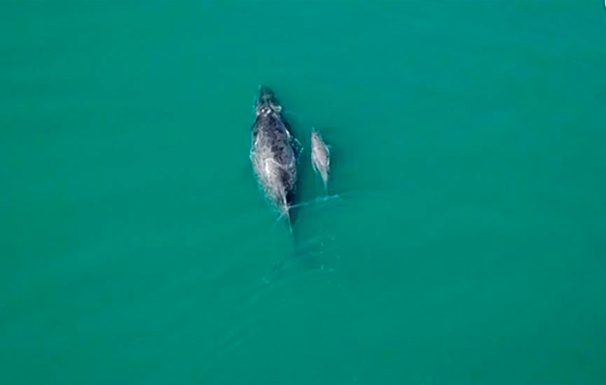 Biólogos registram baleia jubarte e seu 'bebê' em Ilhabela