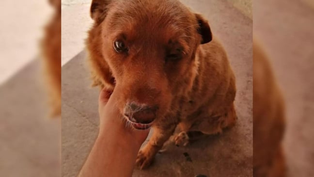 Bobi, o cachorro mais velho do mundo, morre aos 31 anos
