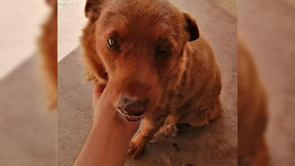 Bobi, o cachorro mais velho do mundo, morre aos 31 anos