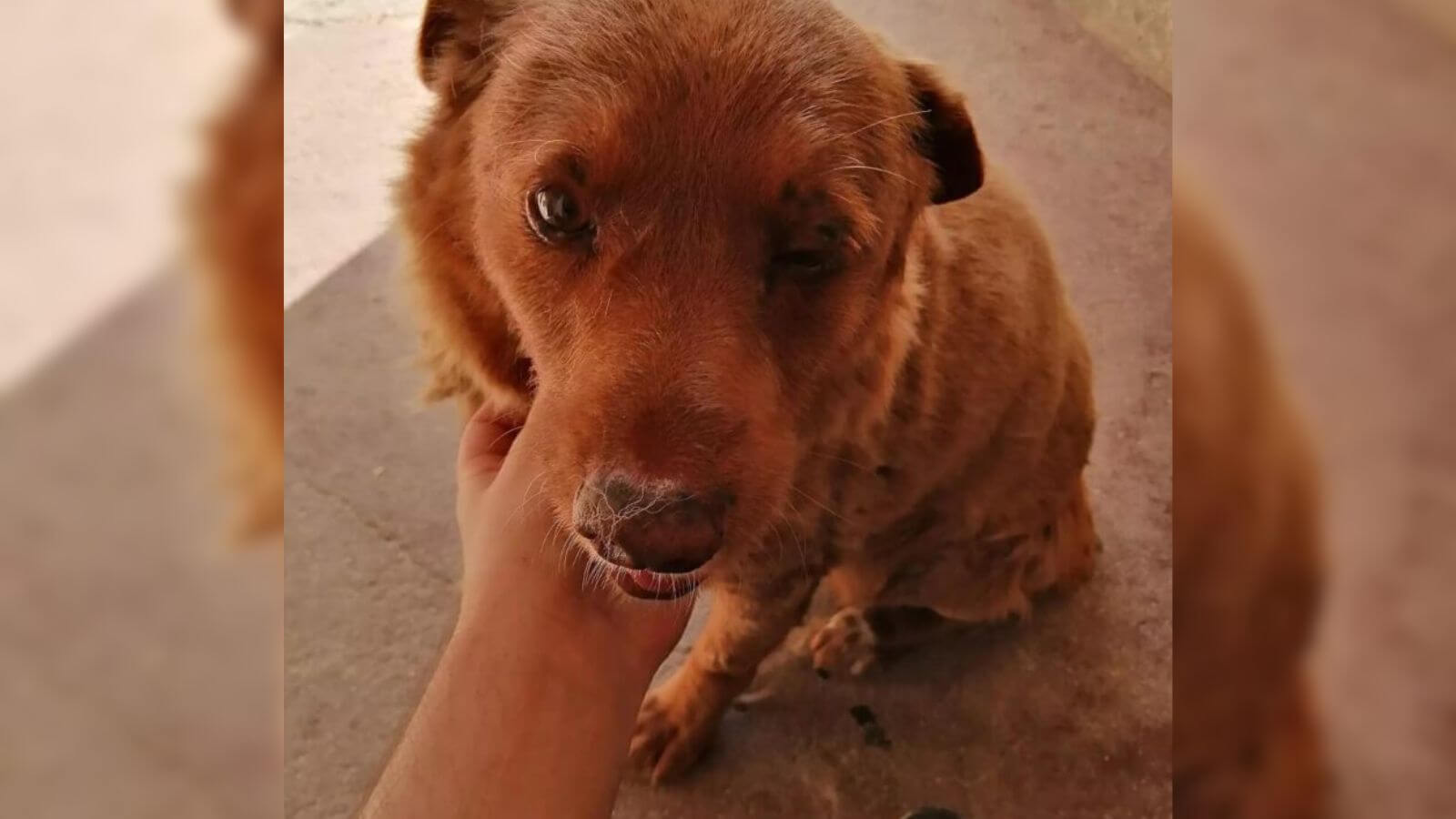 Bobi, o cachorro mais velho do mundo, morre aos 31 anos