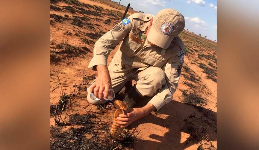 Bombeiro dá água para filhote de tatu em área devastada por incêndio Bombeiro dá água para filhote de tatu em área devastada por incêndio