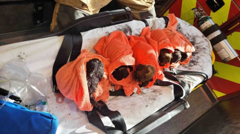 Cachorros em ambulância