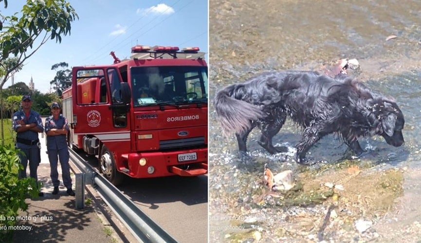 Bombeiros salvam cachorrinho no Córrego da Colônia