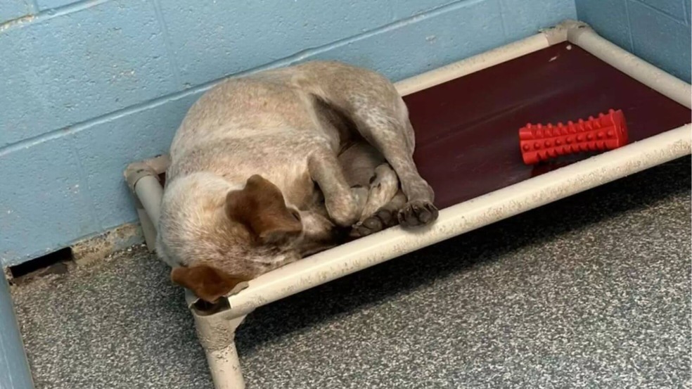 Foto: Stillwater Animal Welfare Foto: Stillwater Animal Welfare