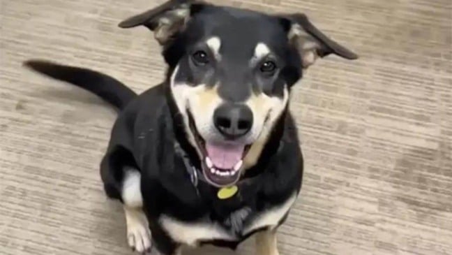 (Foto: Divulgação | Whatcom Humane Society)