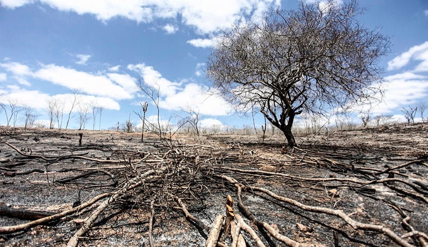 Brasil foi o país que mais desmatou florestas primárias em 2018, diz relatório