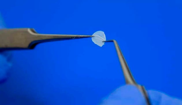 Brasil ganha primeiro laboratório que produz pele para testes