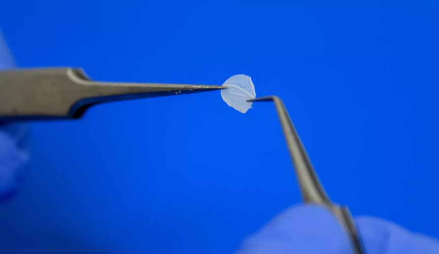 Brasil ganha primeiro laboratório que produz pele para testes