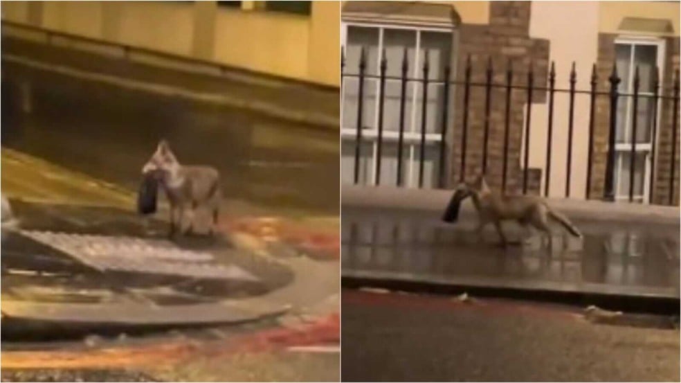 Raposa com bolsa da Gucci