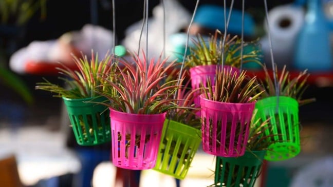 (Foto: Canva/Thiradech)