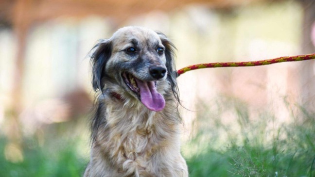 (Foto: Prefeitura de Jundiaí)