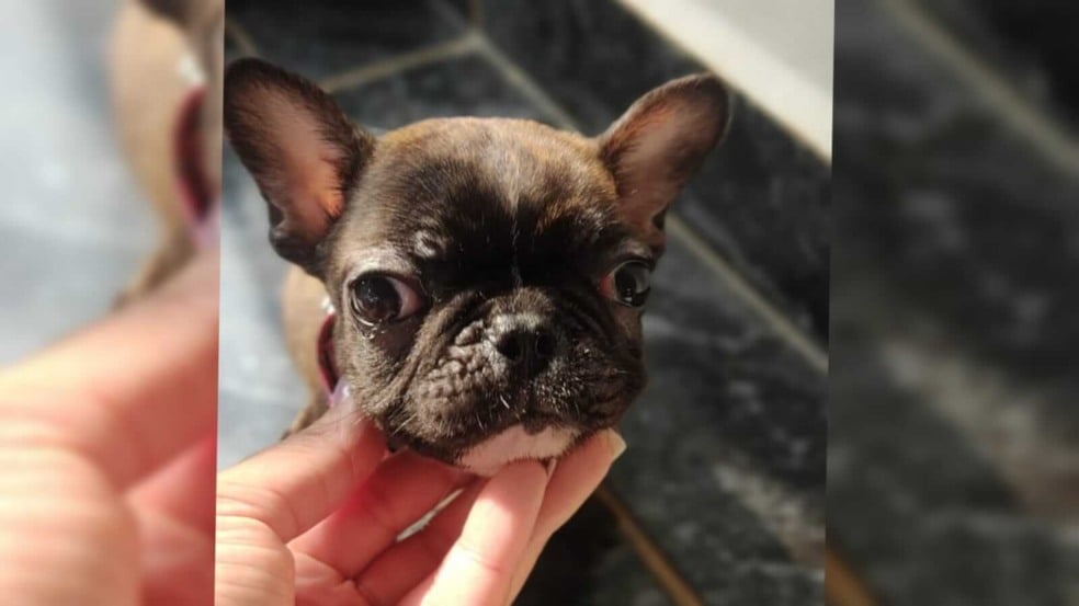 Bulldog Francês nasceu com nanismo em Jundiaí