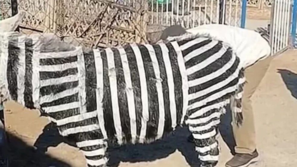 Burro pintado de zebra